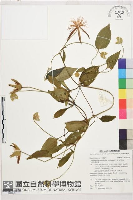 黃氏鐵線蓮藏品圖，第1張