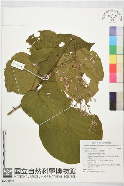 克蘭樹藏品圖，第1張