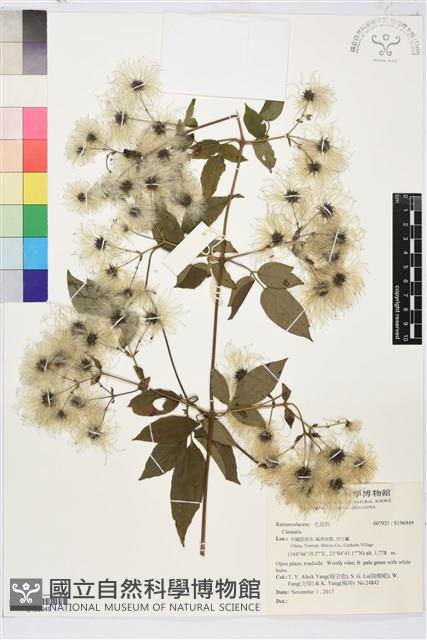 登錄號:S196949藏品圖，第1張