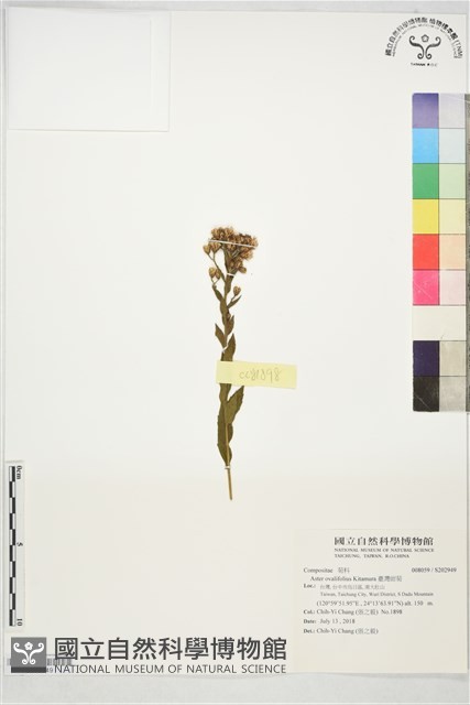 臺灣紺菊藏品圖，第1張