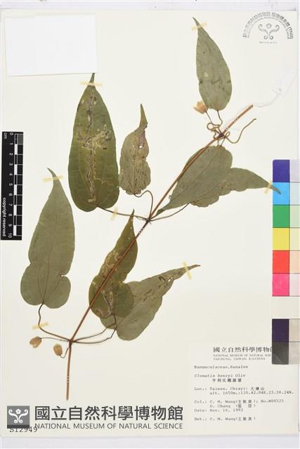 亨利氏鐵線蓮藏品圖，第2張