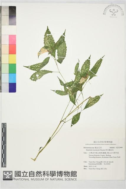 黃花鳳仙花藏品圖，第1張