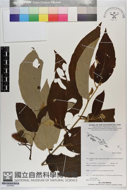 登錄號:S200949藏品圖，第1張