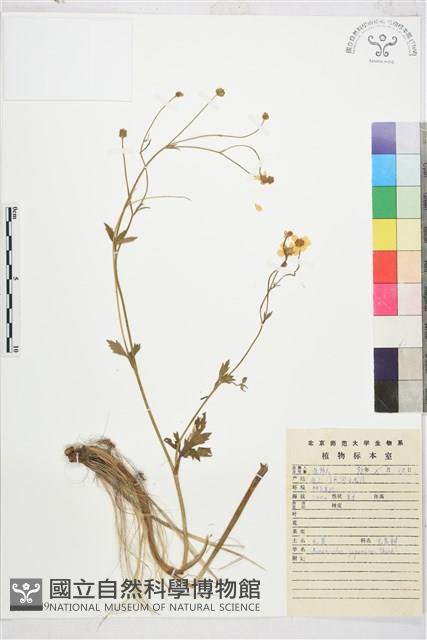 毛茛藏品圖，第1張