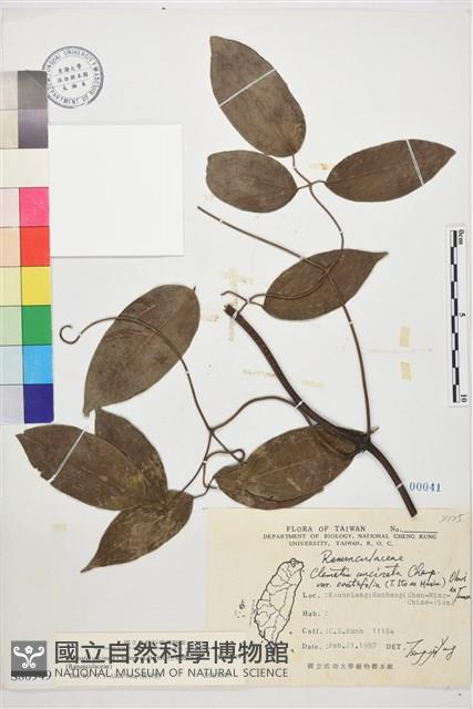 柱果鐵線蓮藏品圖，第1張