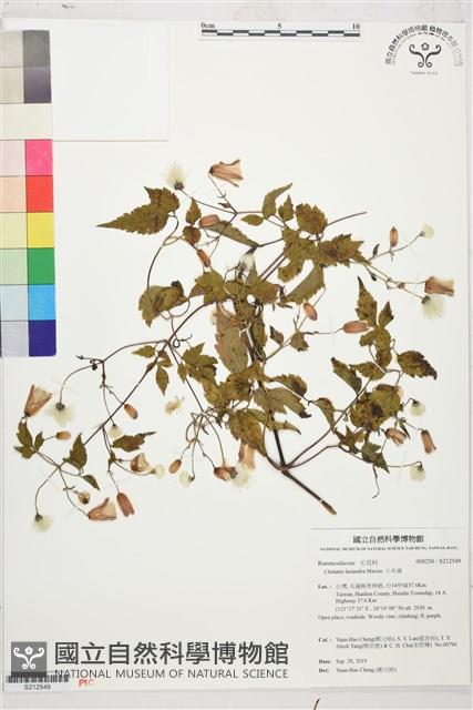 小木通藏品圖，第1張