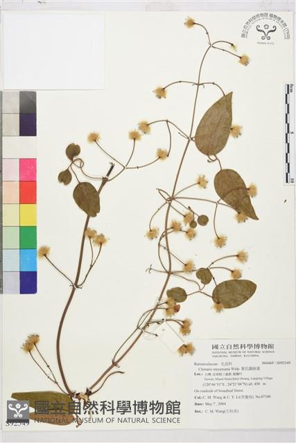 麥氏鐵線蓮藏品圖，第2張