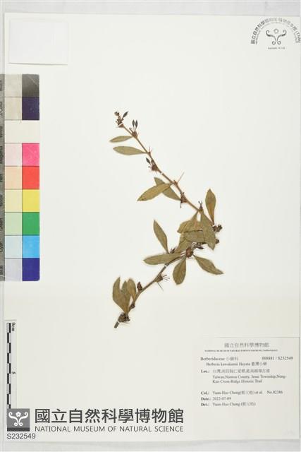 臺灣小蘗藏品圖，第1張