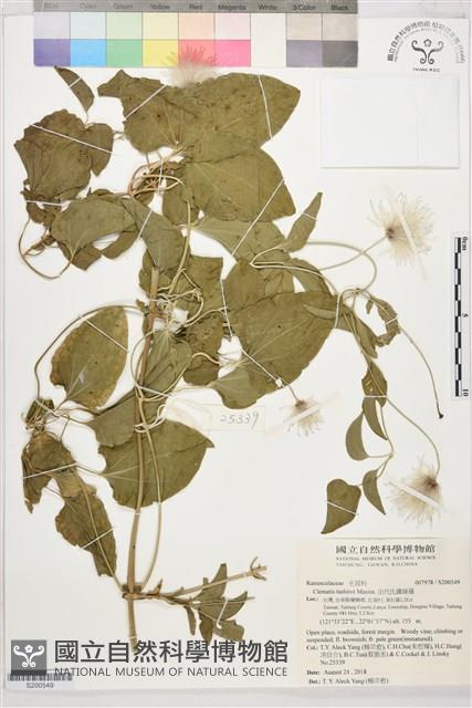 田代氏鐵線蓮藏品圖，第1張