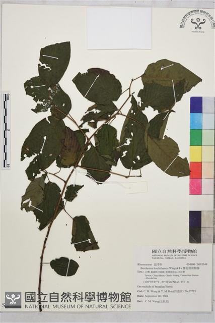 奮起湖黃鱔藤藏品圖，第1張