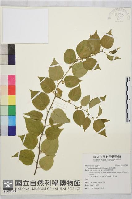 亞洲濱棗藏品圖，第1張