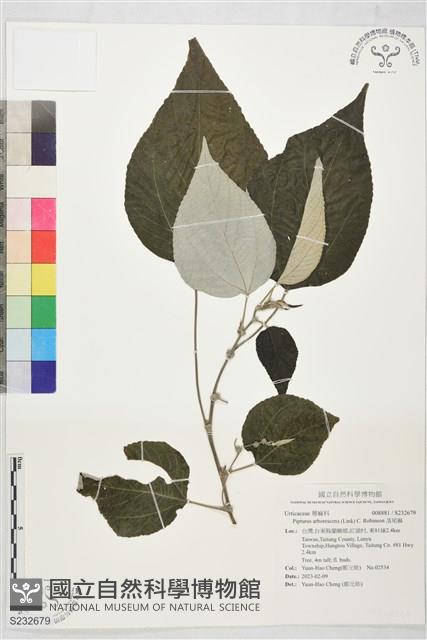 落尾麻藏品圖，第1張