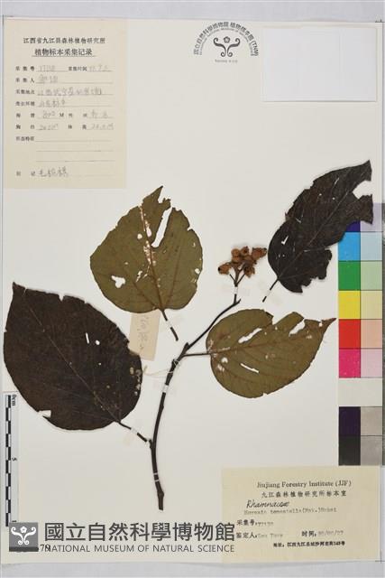 毛枳椇藏品圖，第1張