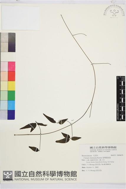 臺灣鐵線蓮藏品圖，第2張