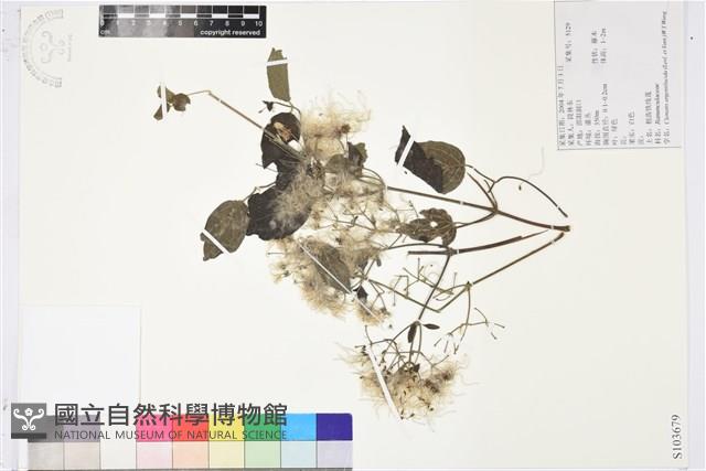 粗齒鐵線蓮藏品圖，第1張