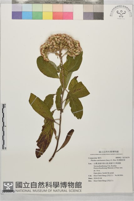 美洲闊苞菊藏品圖，第1張