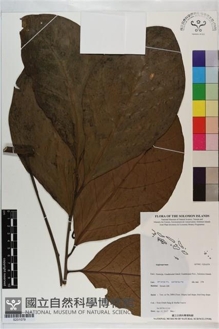 登錄號:S201079藏品圖，第1張