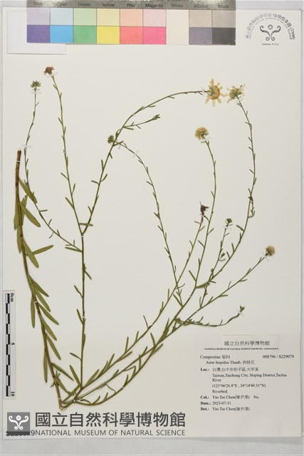 狗娃花藏品圖，第1張