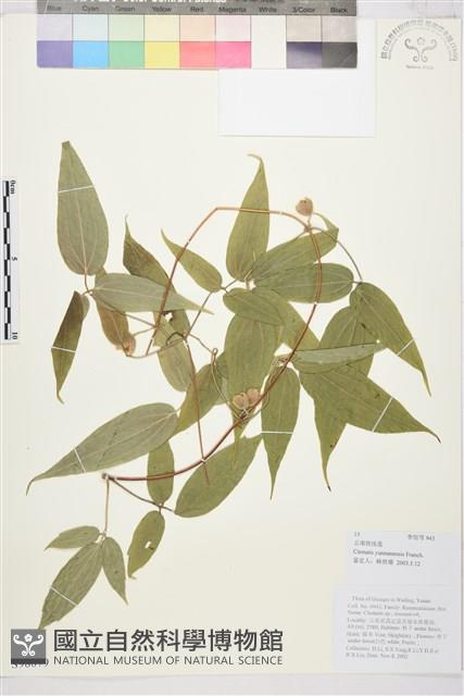 雲南鐵線蓮藏品圖，第1張