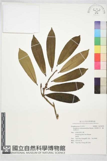月桂葉灰木、蕘花葉灰木藏品圖，第1張