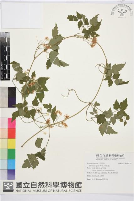 串鼻龍藏品圖，第1張