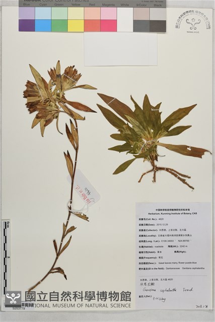 頭花龍膽藏品圖，第1張