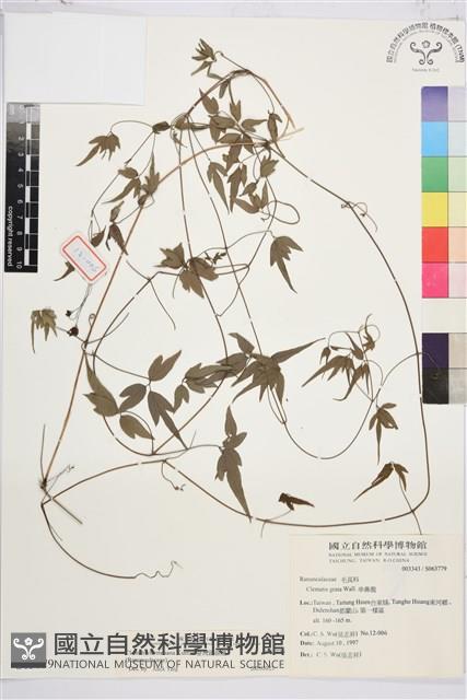 臺灣鐵線蓮藏品圖，第2張