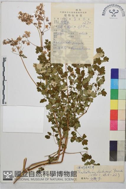 偏翅唐松草藏品圖，第1張