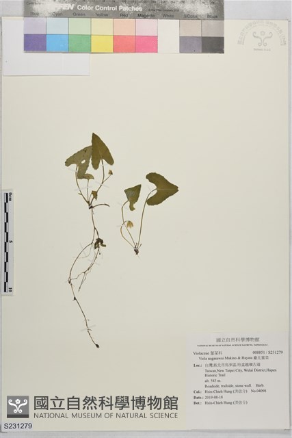 臺北菫菜藏品圖，第1張