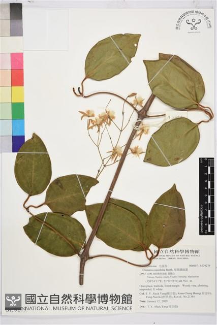 厚葉鐵線蓮藏品圖，第2張