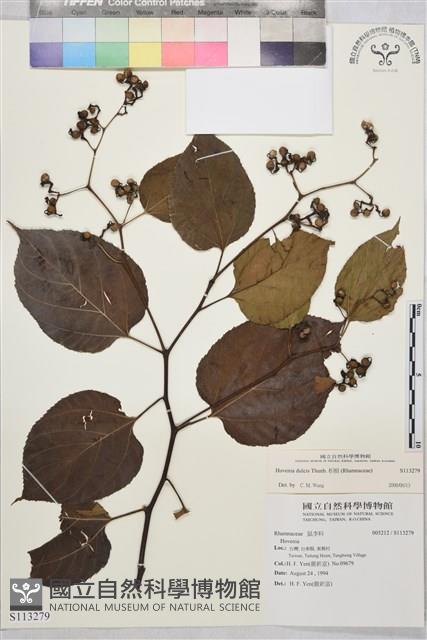 枳椇藏品圖，第1張