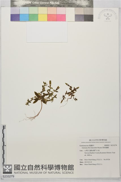 黃斑龍膽藏品圖，第1張