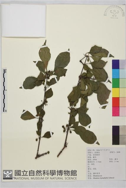 薄葉鼠李藏品圖，第1張