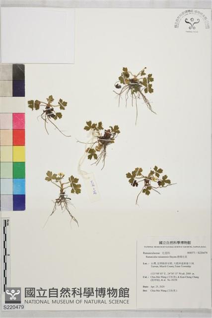 鹿場毛茛藏品圖，第1張