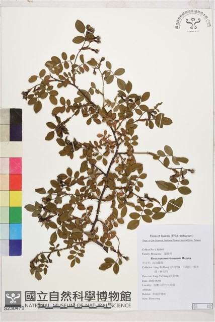 高山薔薇藏品圖，第1張