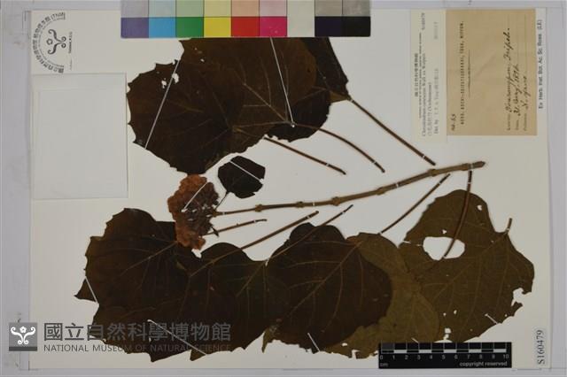 白毛臭牡丹藏品圖，第1張