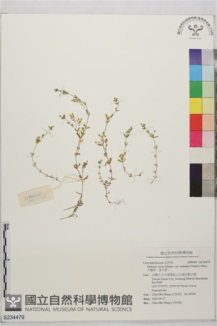 天蓬草、雀舌草藏品圖，第1張