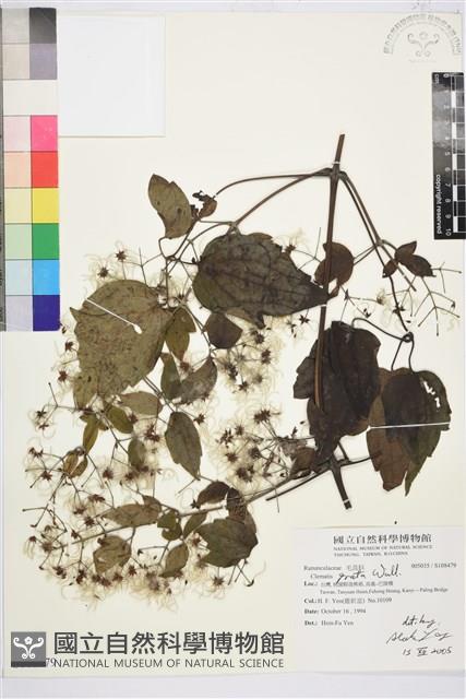 串鼻龍藏品圖，第1張