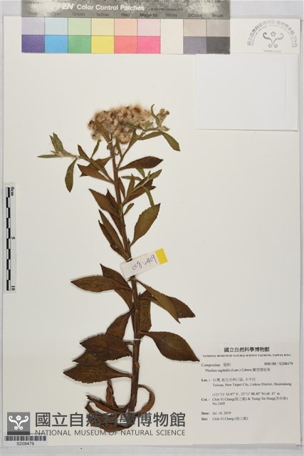 翼莖闊苞菊藏品圖，第1張