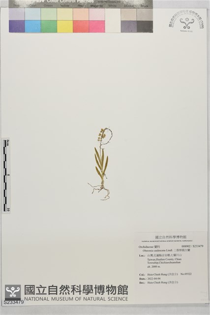 二裂唇莪白蘭藏品圖，第1張