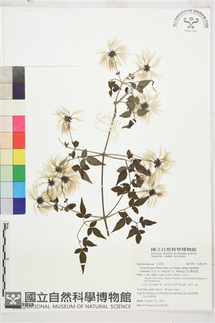 巴氏鐵線蓮藏品圖，第1張