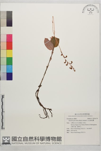 白花線柱蘭藏品圖，第1張