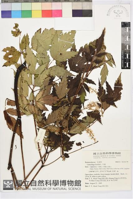 升麻藏品圖，第1張