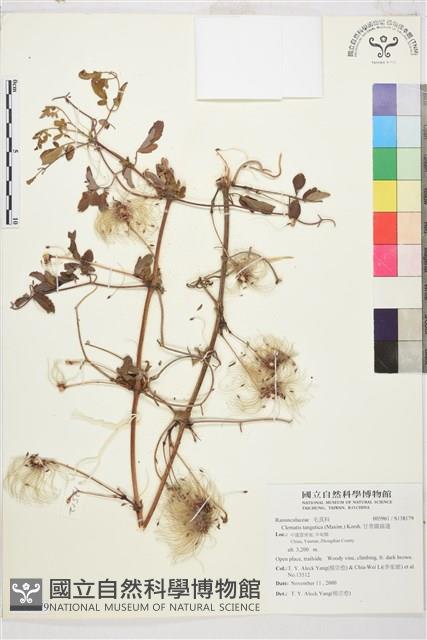 甘青鐵線蓮藏品圖，第1張