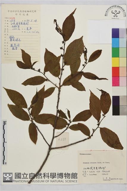 鈍齒鼠李藏品圖，第2張