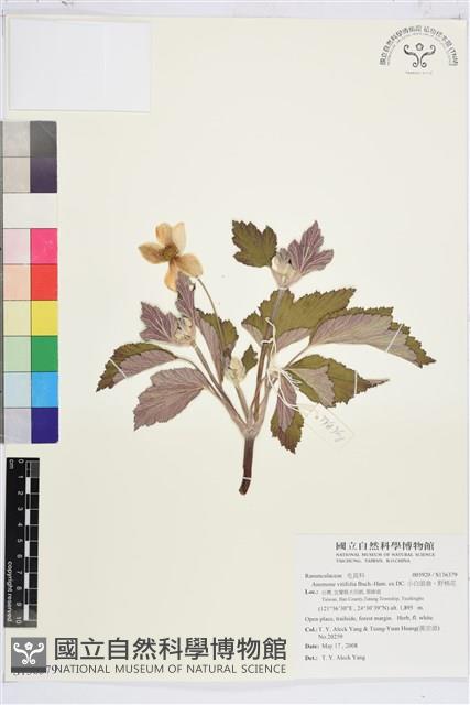 小白頭翁、野棉花藏品圖，第1張