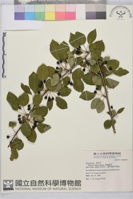 銳齒鼠李藏品圖，第1張