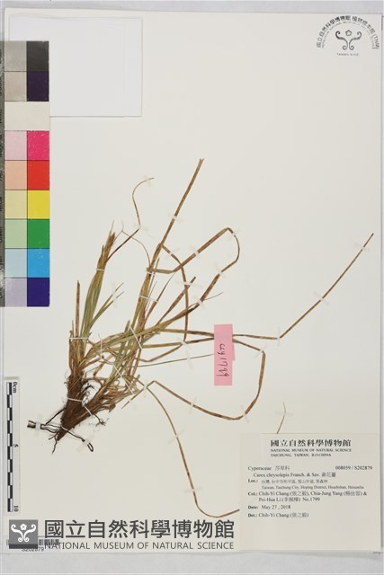 黃花薹藏品圖，第1張
