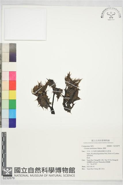 濱薊藏品圖，第1張