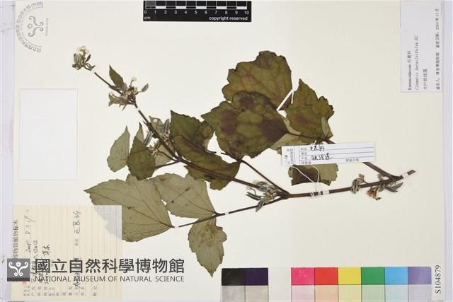 大葉鐵線蓮藏品圖，第1張